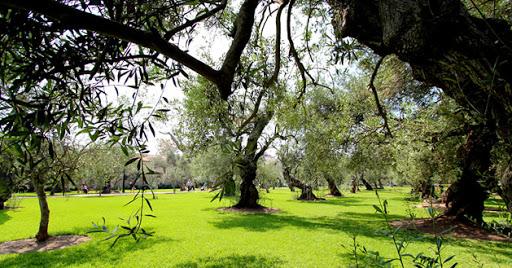 Parque El Olivar