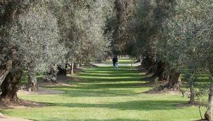 Imagen olivar