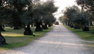 Imagen parque olivar