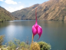 Imagen Laguna de Purhuay
