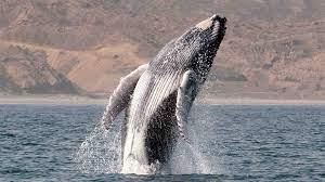 Ballenas