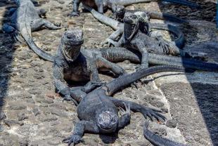 Imagen Iguanas de Galápagos